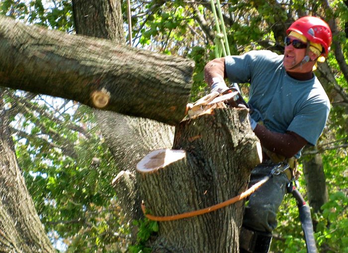 hiring a tree removal service