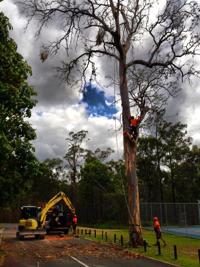 opt for tree lopping