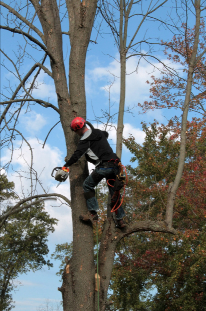 tree lopping townsville